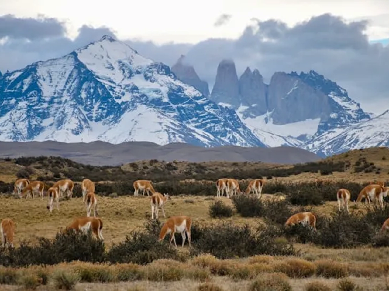 animais a pastar em torre del paine no chile ao pé de montanhas com neve
