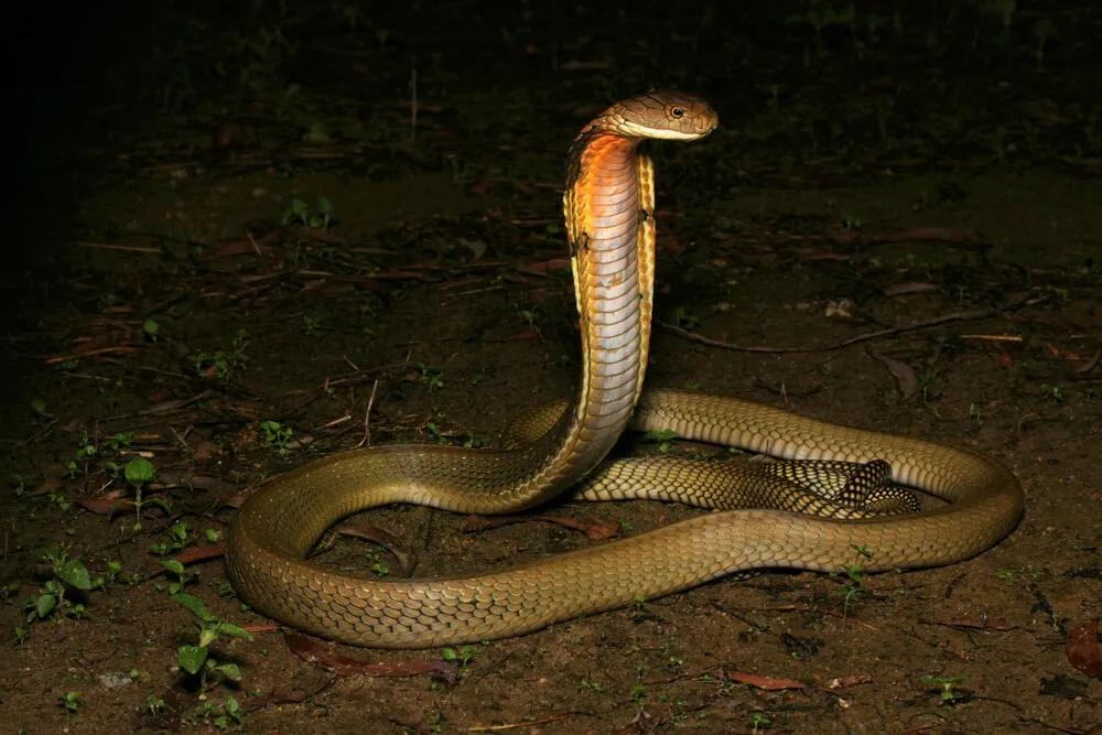 fotografia noturna de cobra venenosa