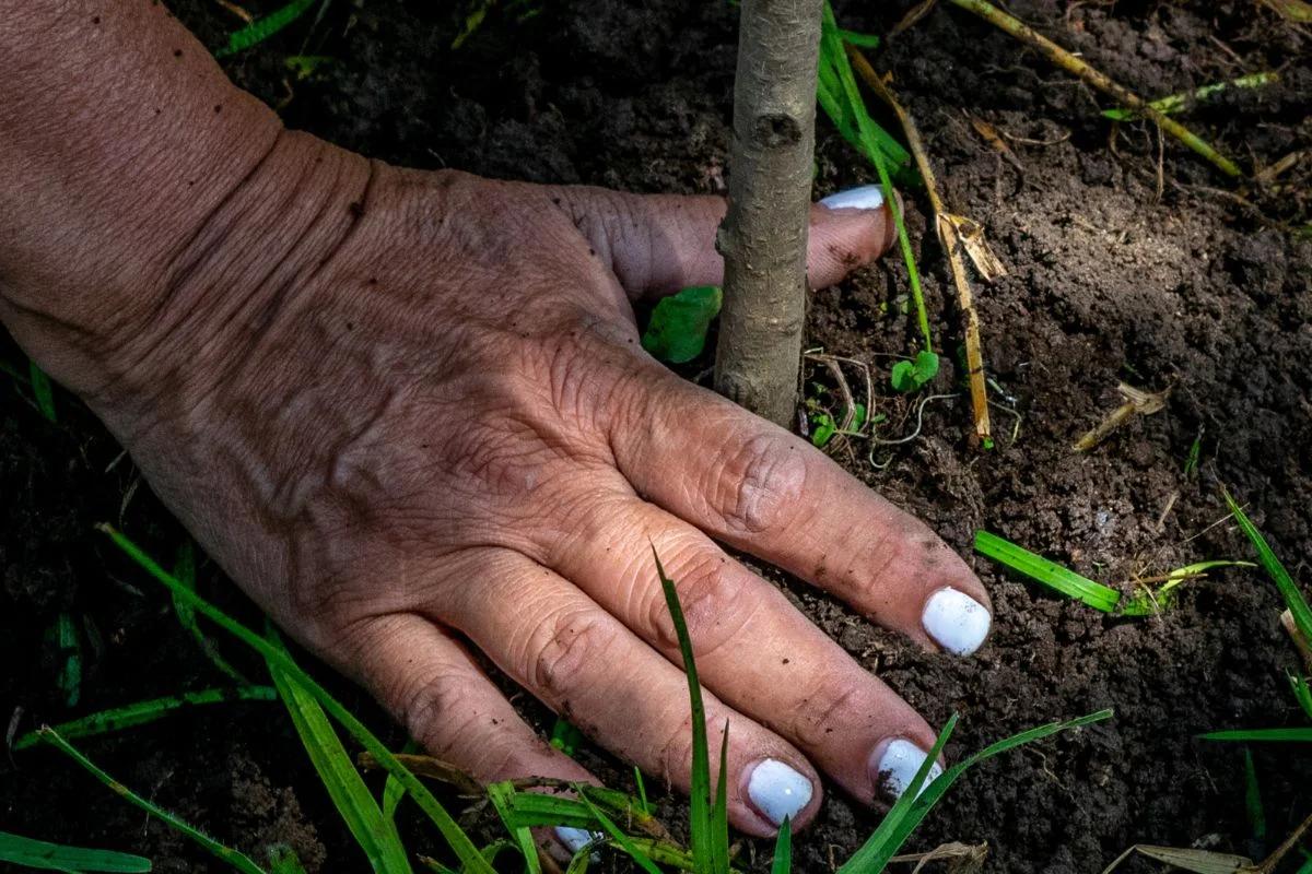 reforestación de IATI Travel Shakers