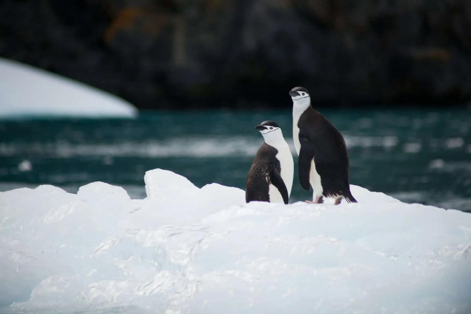 Pinguins em um bloco de gelo na Antártida, com água ao fundo.