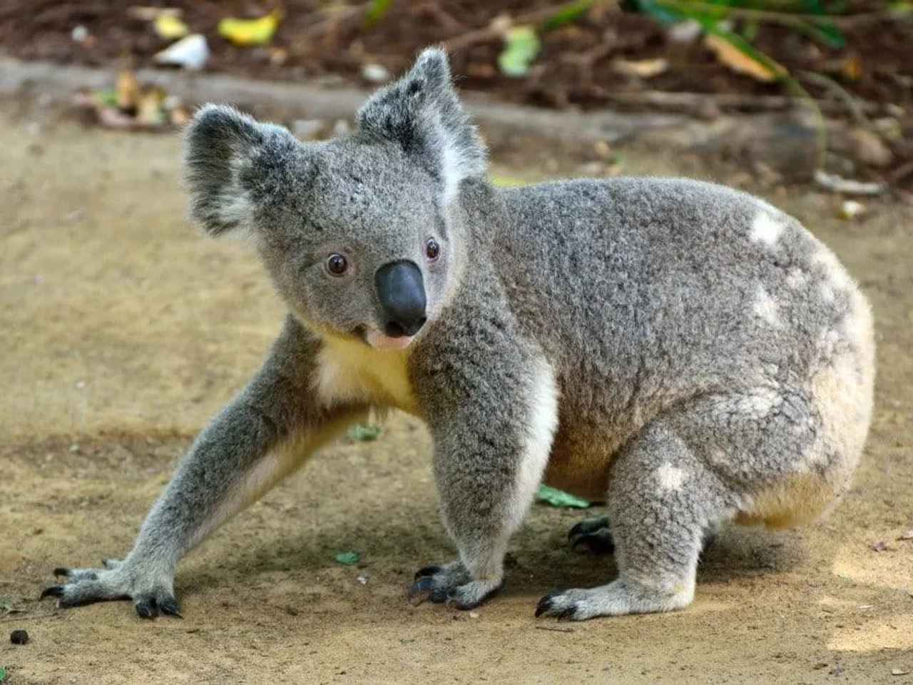 ver koalas en la Great Ocean Road