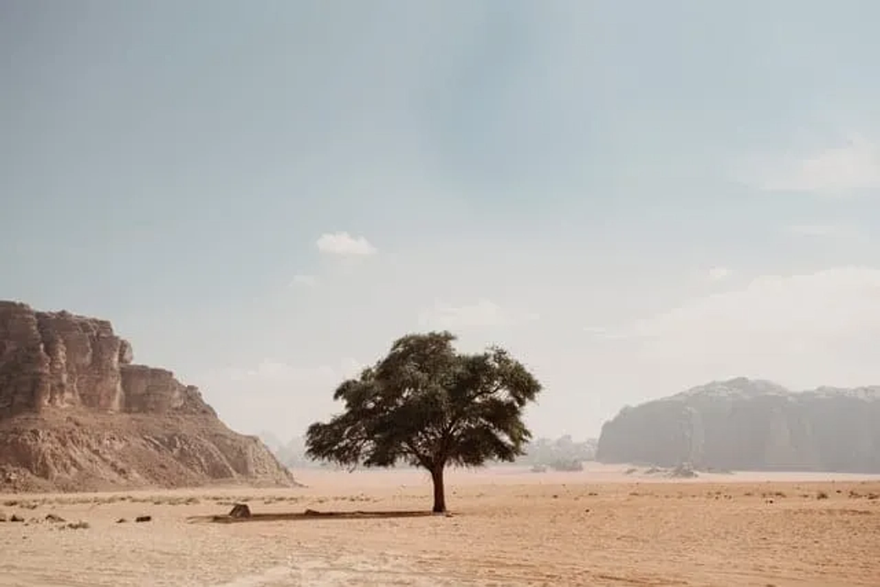 árvore sozinha no deserto da Jordânia