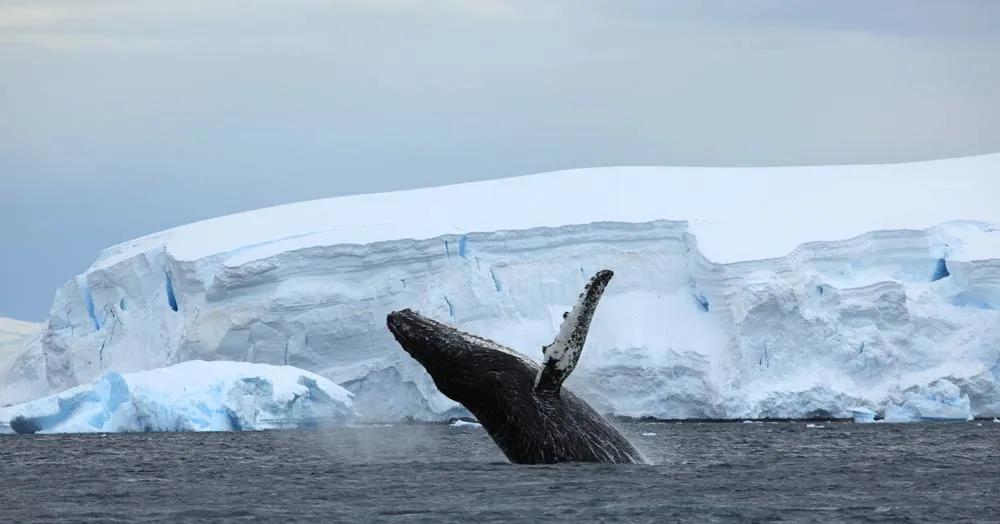 póliza internacional para Antártida