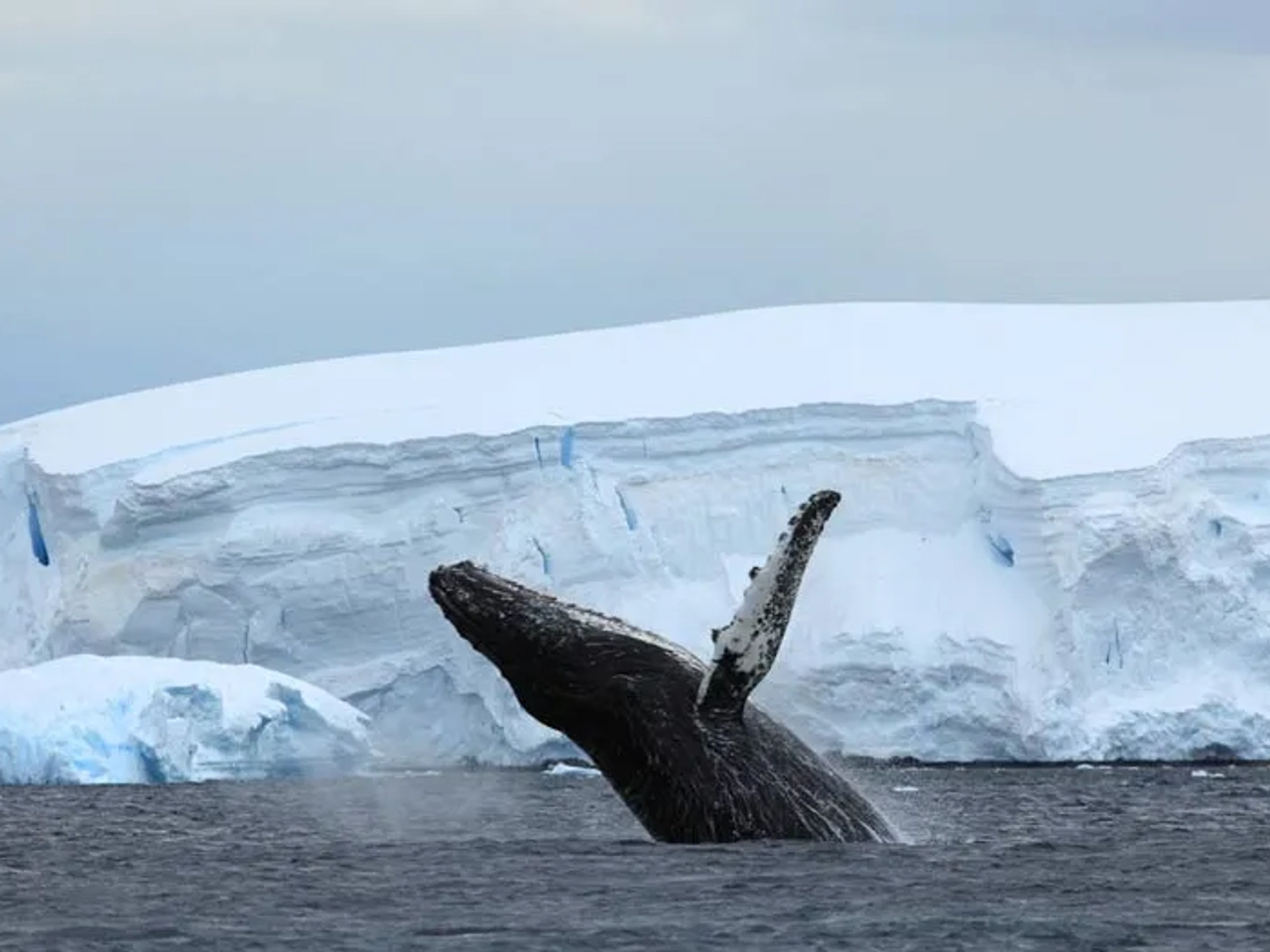 póliza internacional para Antártida