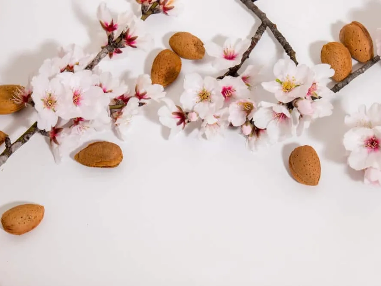 ramos de amendoeira com flores e frutos