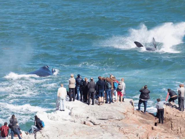 grupo de pessoas a ver as baleias em hermanus na africa do sul
