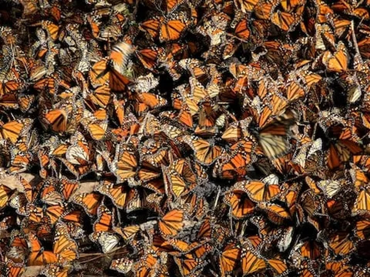 borboletas no michoacan no mexico