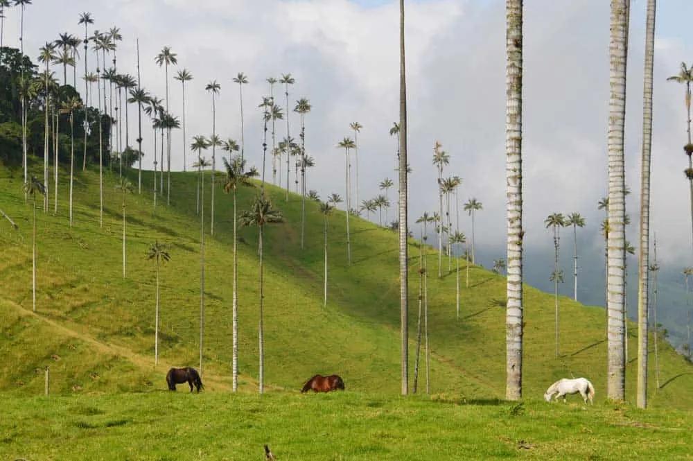 Valle del Cocora