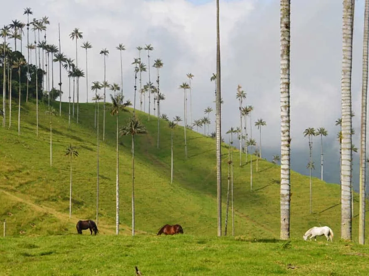 Valle del Cocora
