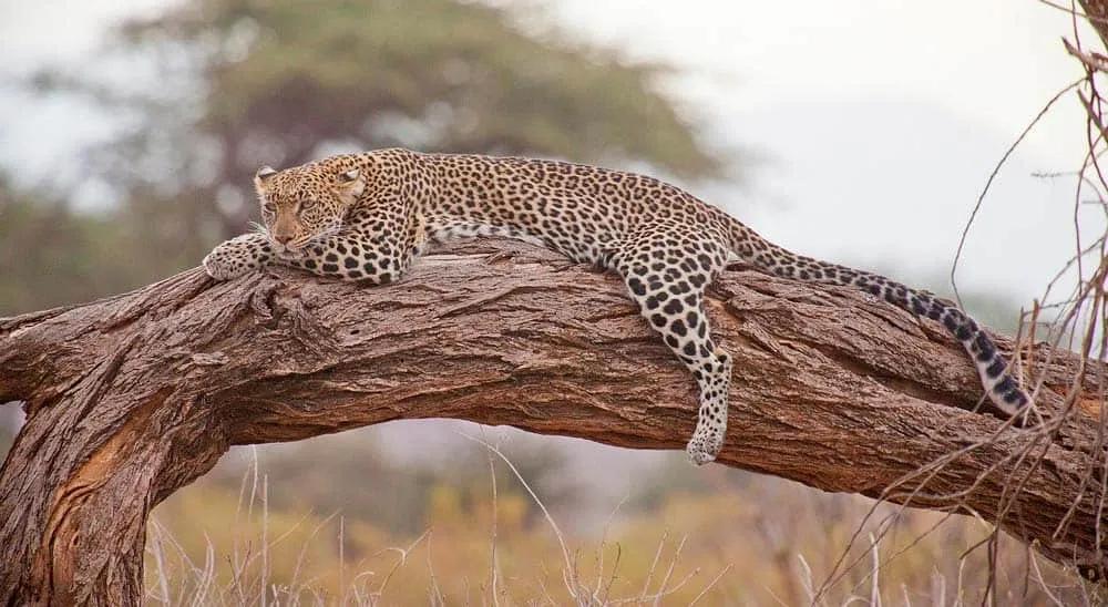 Qué se necesita para viajar a Kenia desde España en 2025