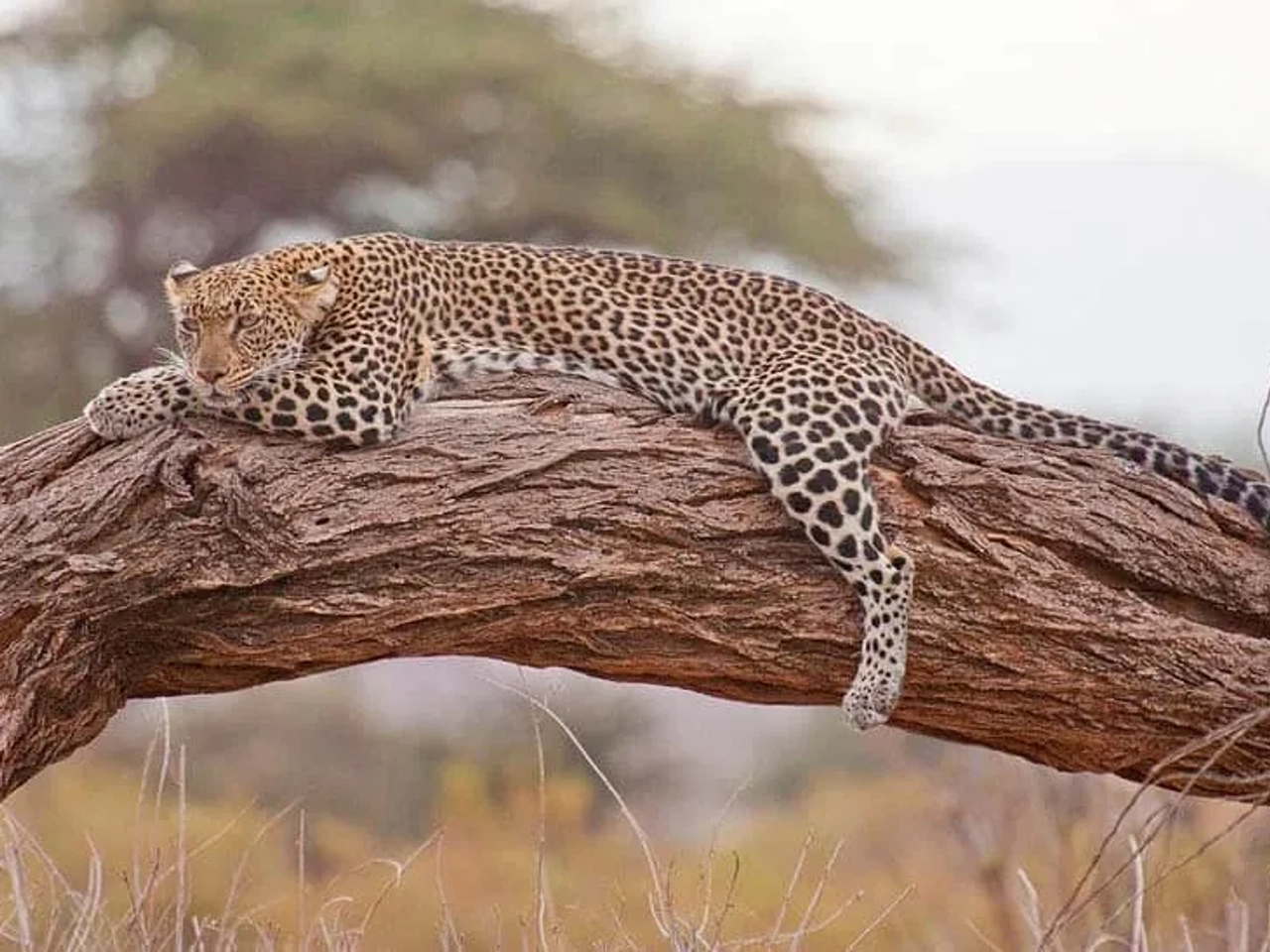 Requisitos y documentos obligatorios para viajar a Kenia