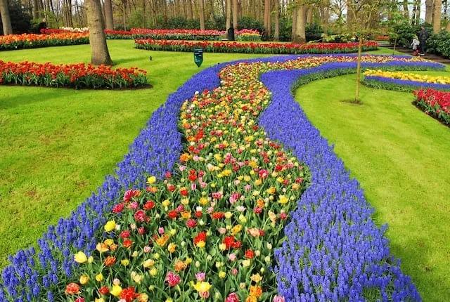 flores num jardim em Keukenhof nos países baixos