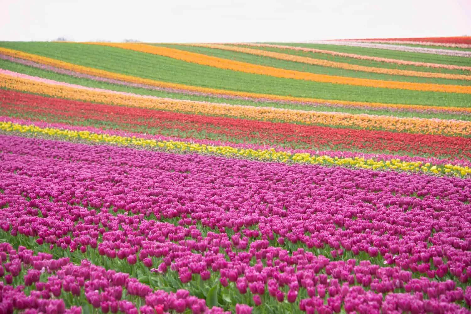 campo de tulipas na holanda