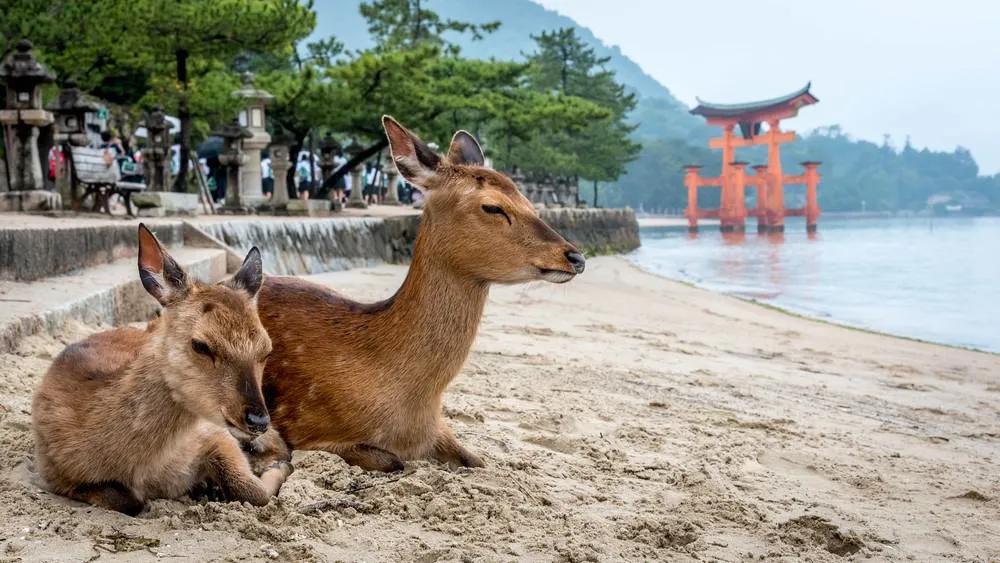 visitar Miyajima