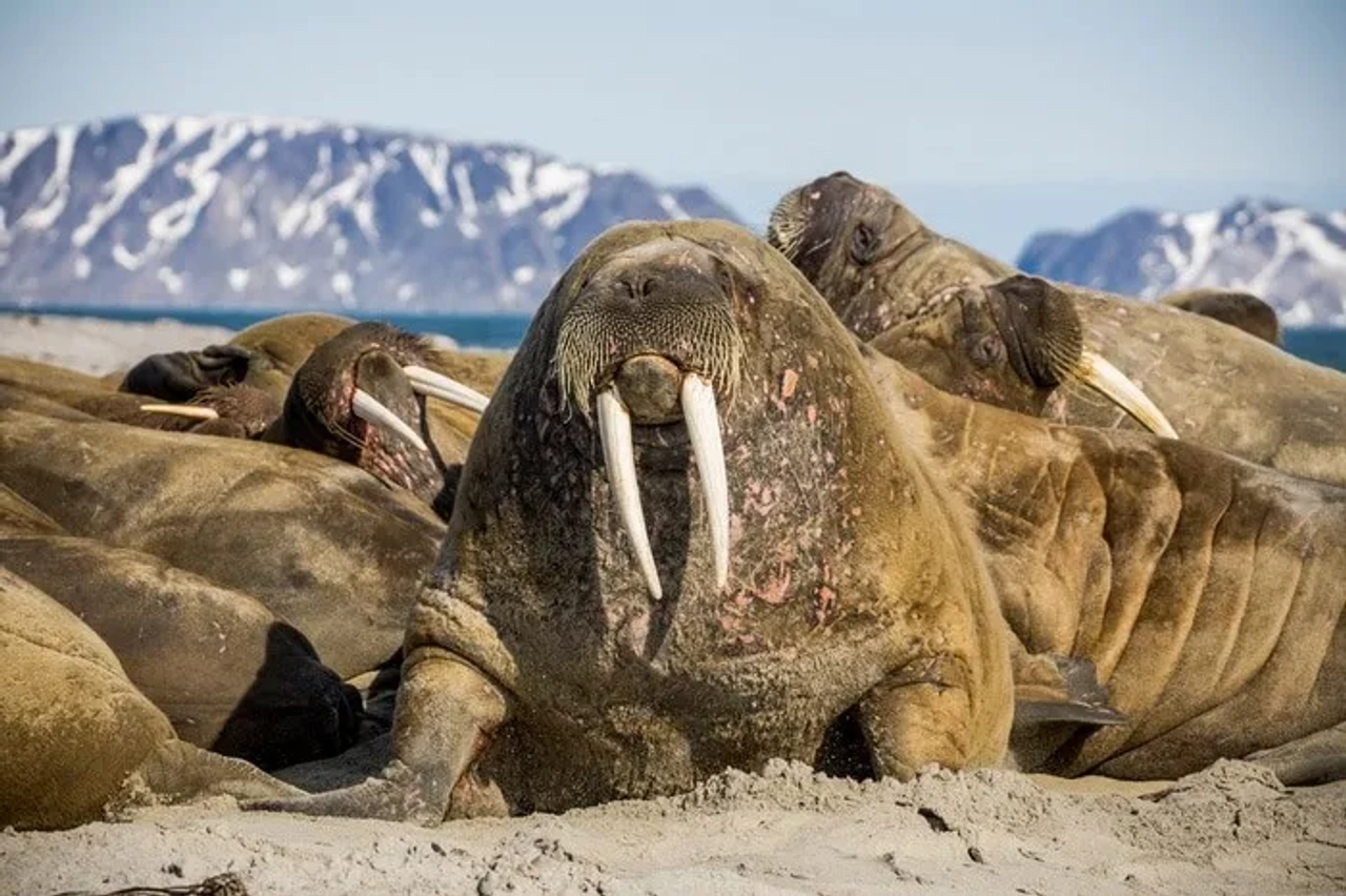 Viaje a Svalbard