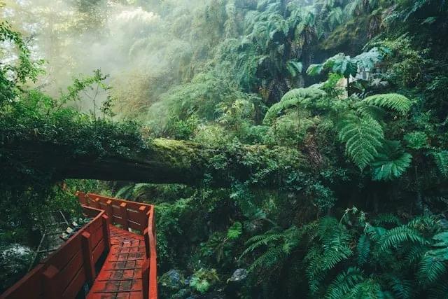 passadiço vermelho no meio da vegetação no chile