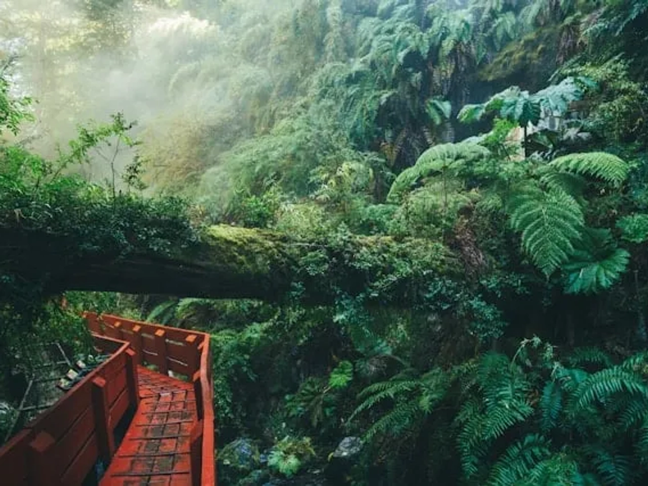 passadiço vermelho no meio da vegetação no chile