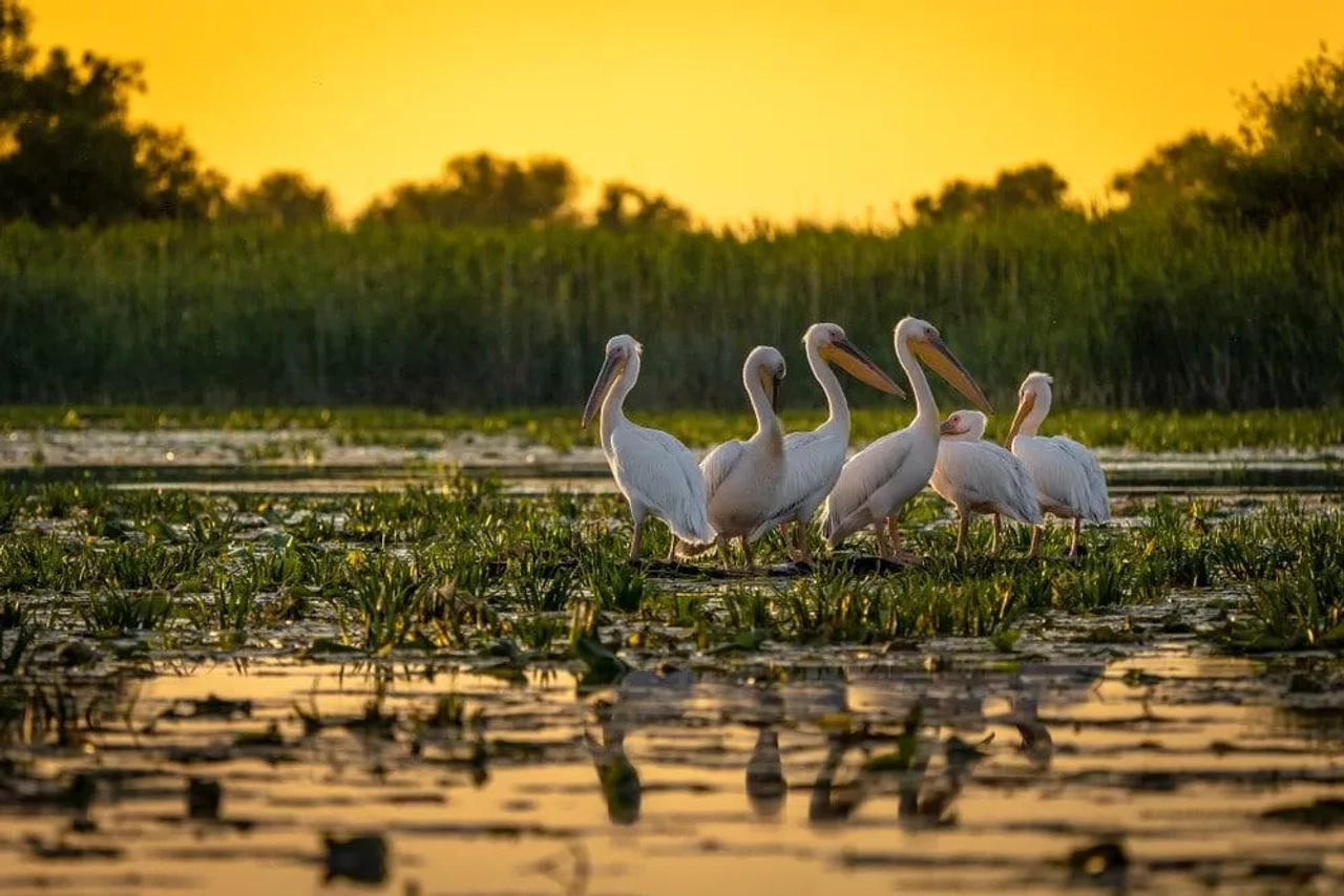 visitar el Delta del Danubio