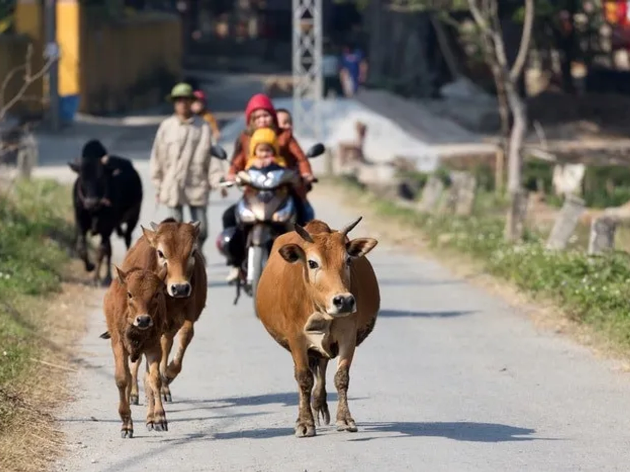 Mai Chau Vietnam