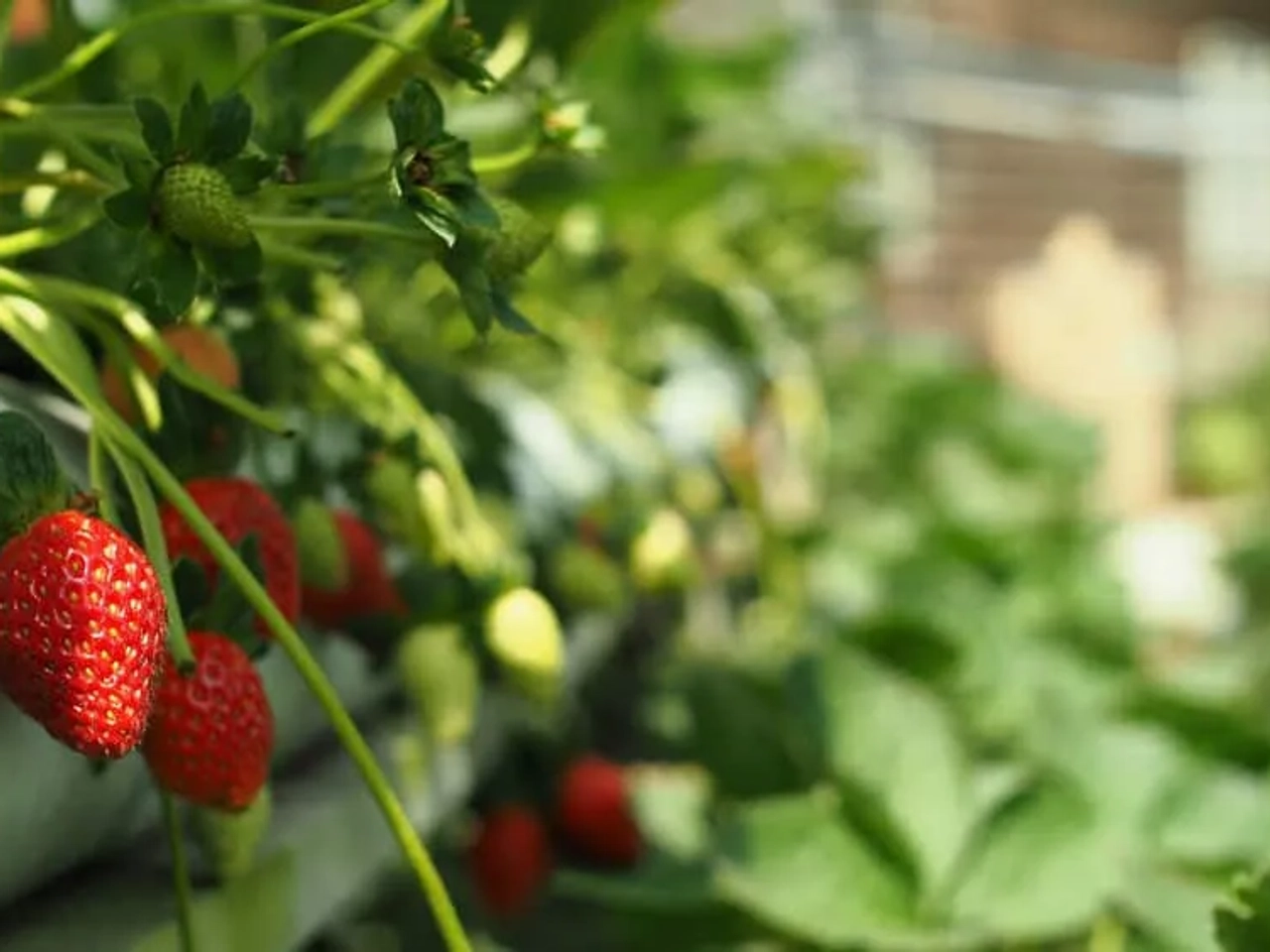 visitar Cameron Highlands