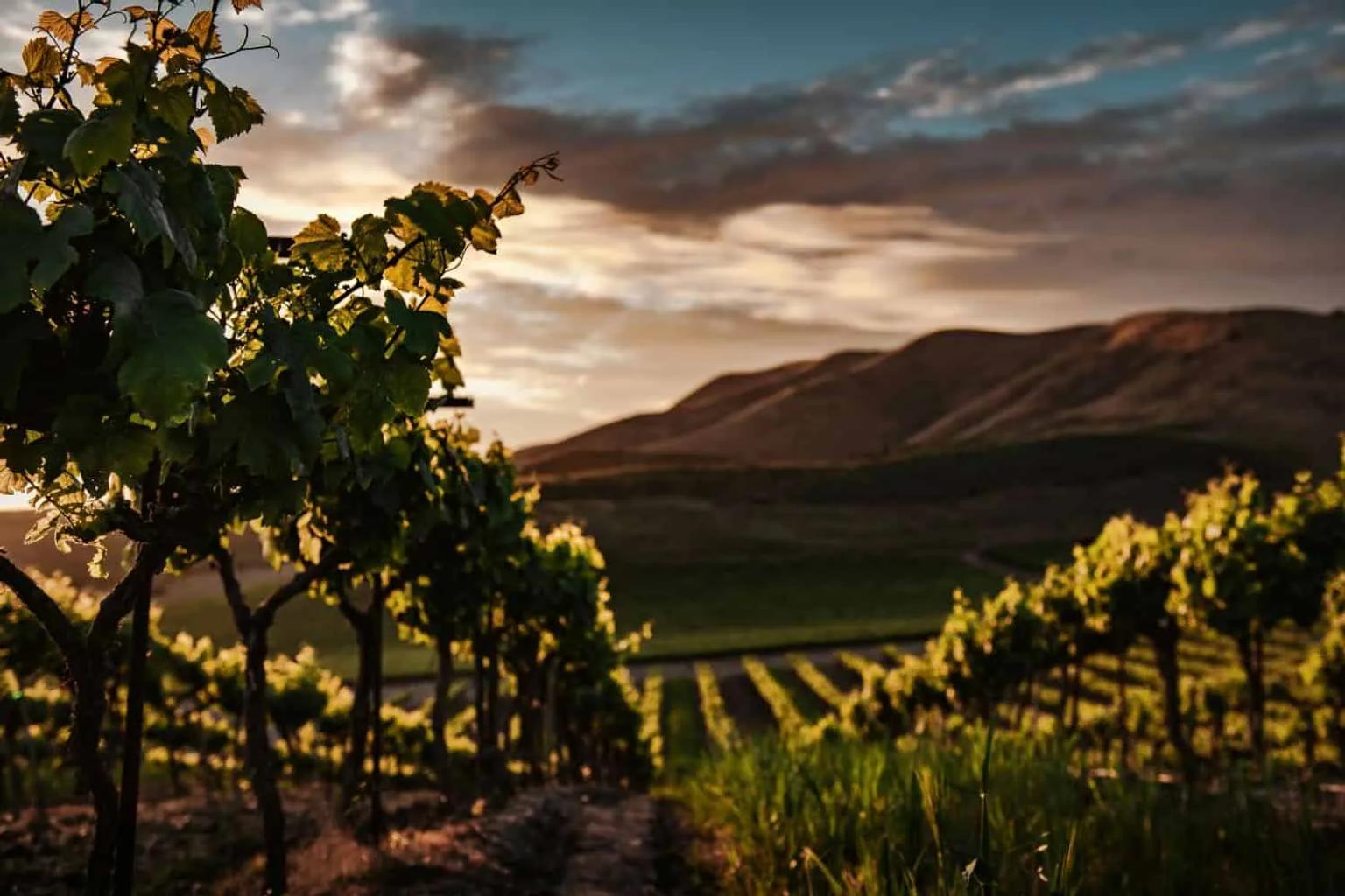 Vinhedos iluminados pelo sol ao entardecer, com montanhas ao fundo.