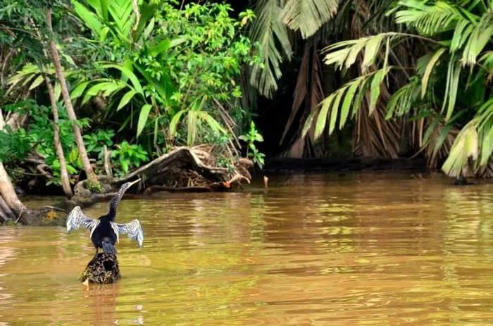 Un ave en el agua rodeada de vegetación exuberante.