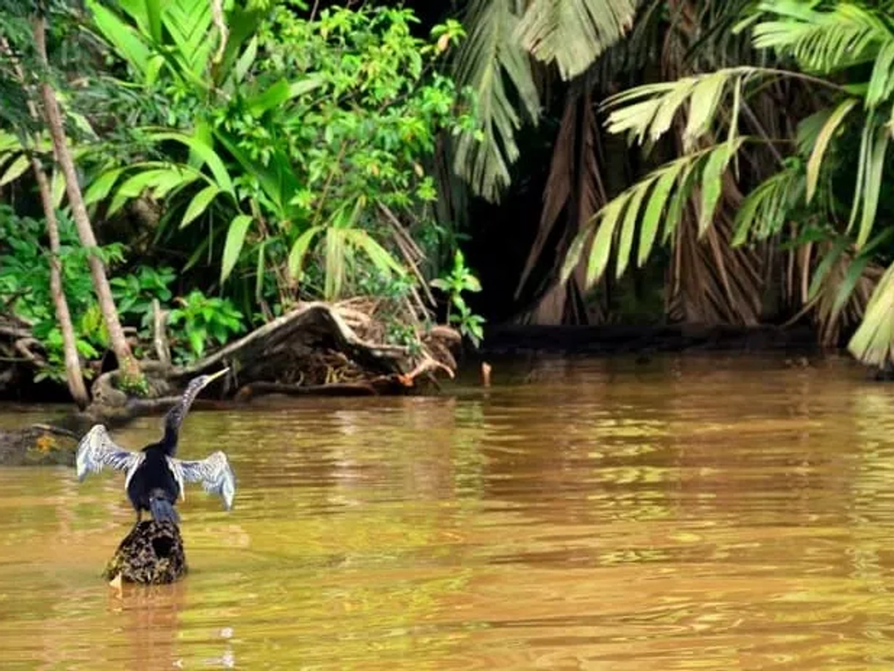 Un ave en el agua rodeada de vegetación exuberante.
