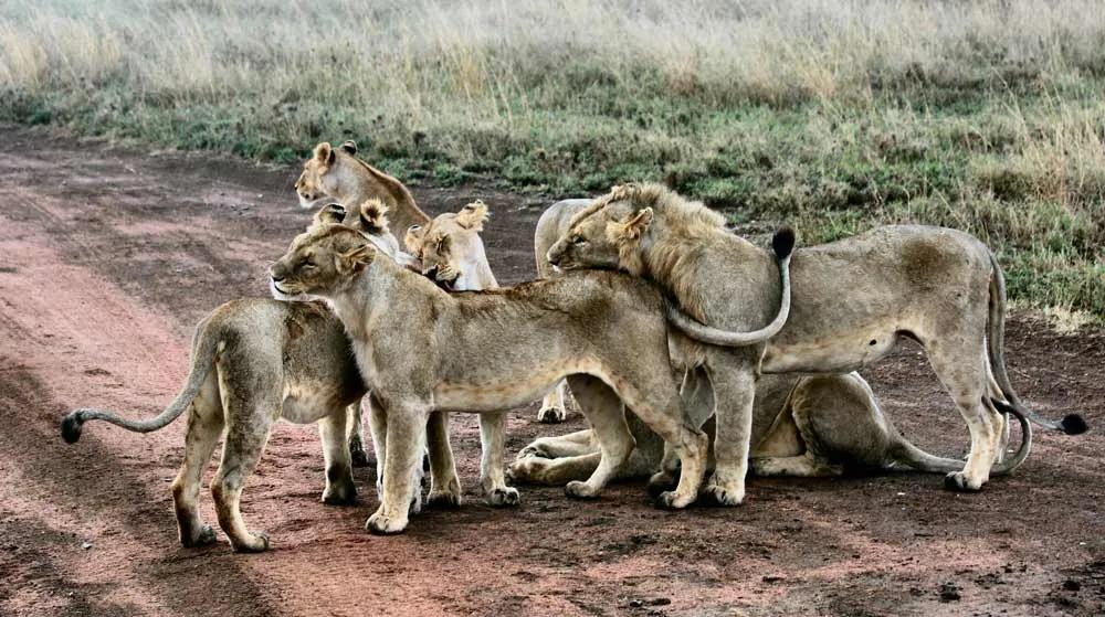 póliza para hacer un safari por África