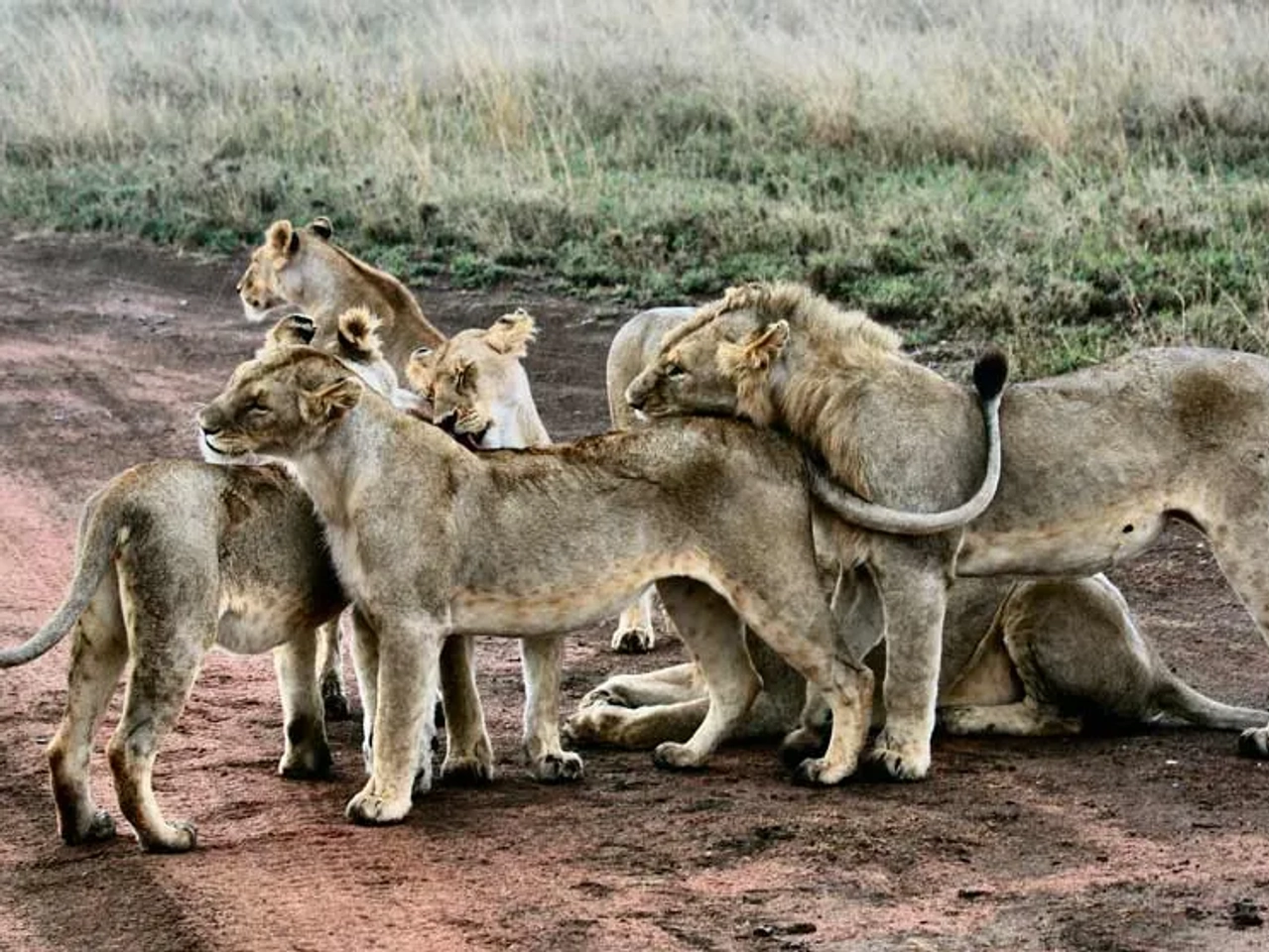 póliza para hacer un safari por África