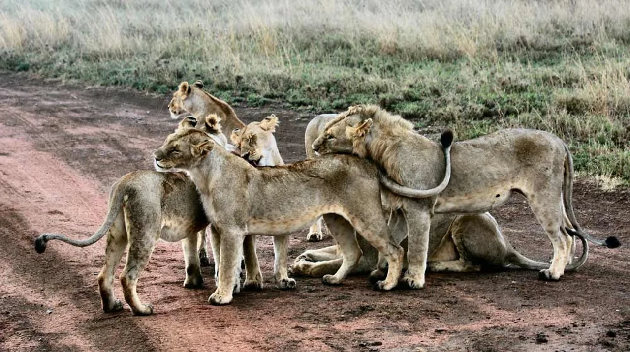 póliza para hacer un safari por África