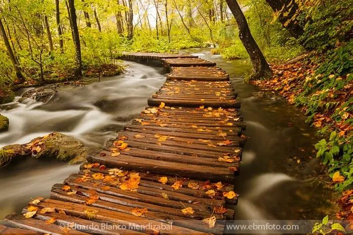 Sendero de madera sobre un río, rodeado de árboles y hojas caídas.