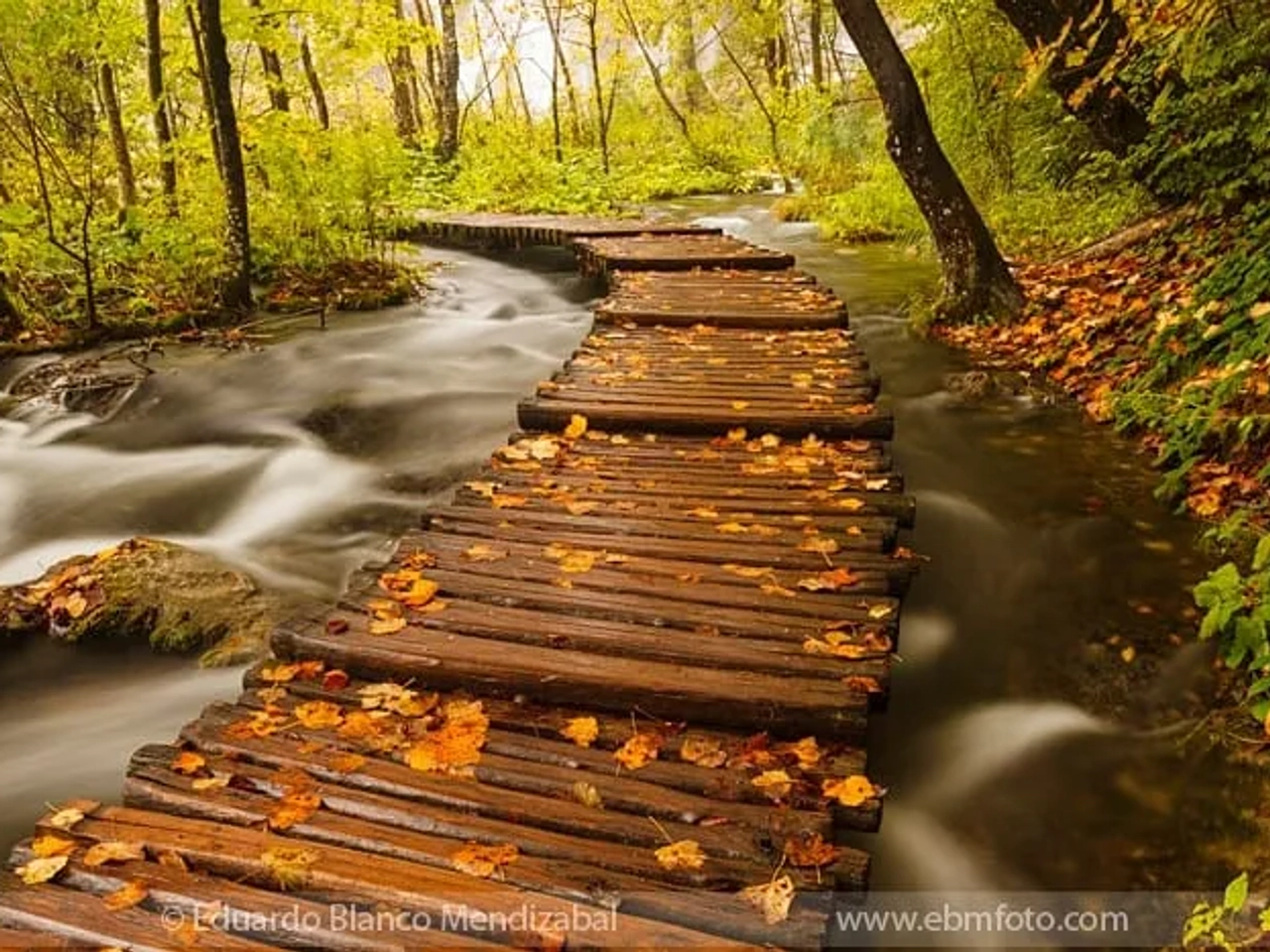 Sendero de madera sobre un río, rodeado de árboles y hojas caídas.
