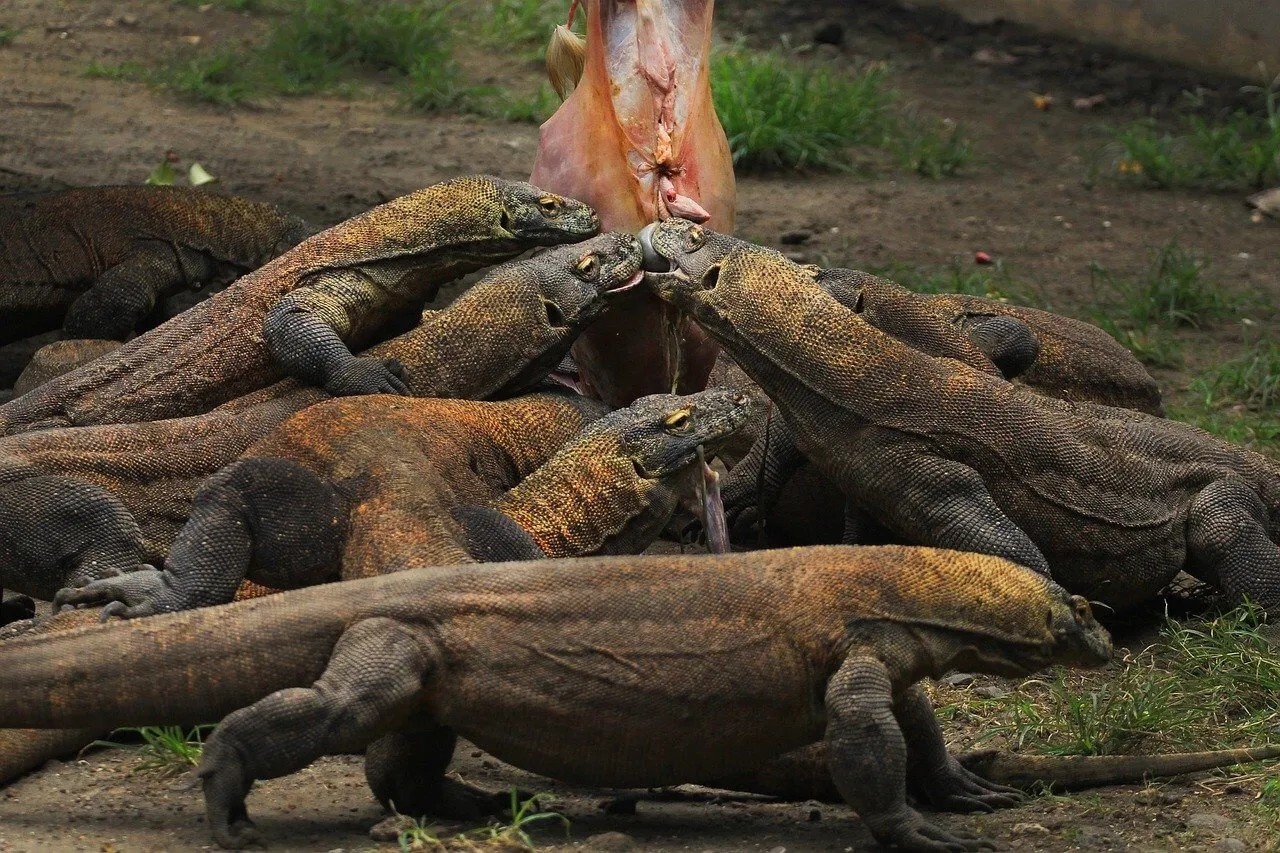 dragoes de komodo