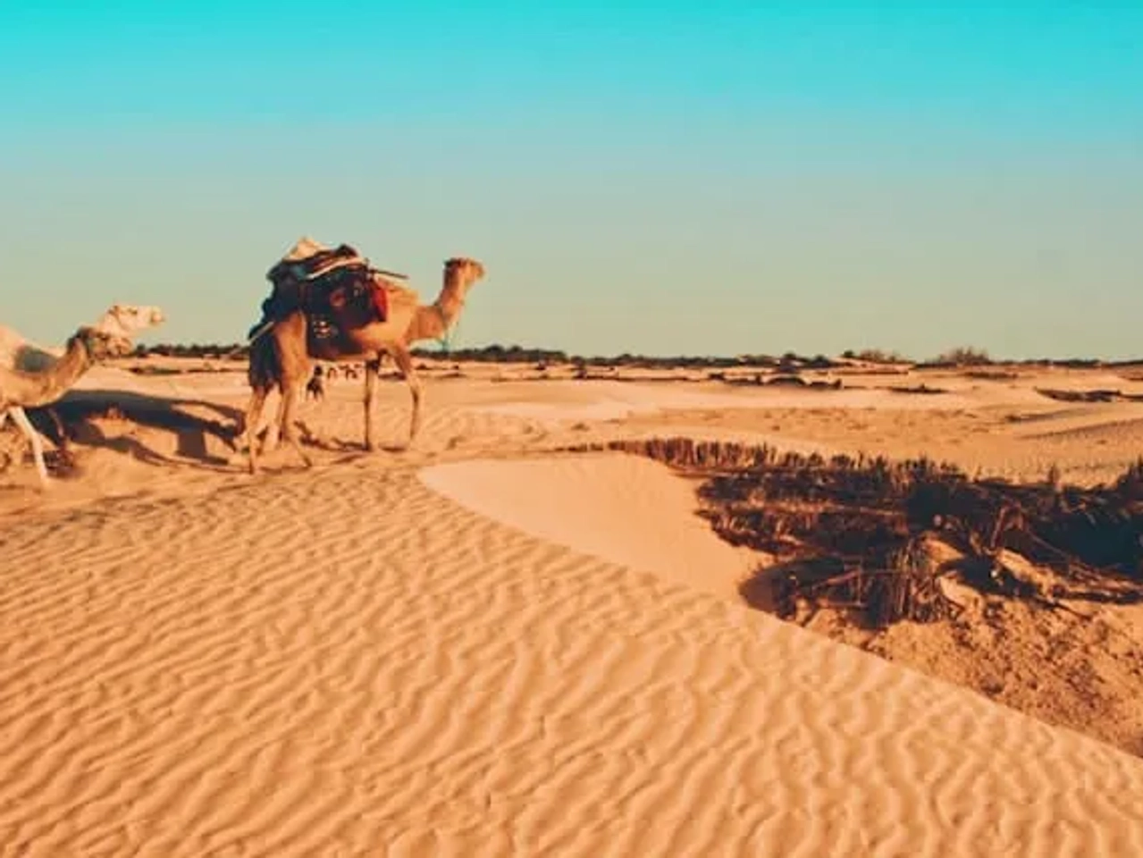 camelos no deserto na tunisia