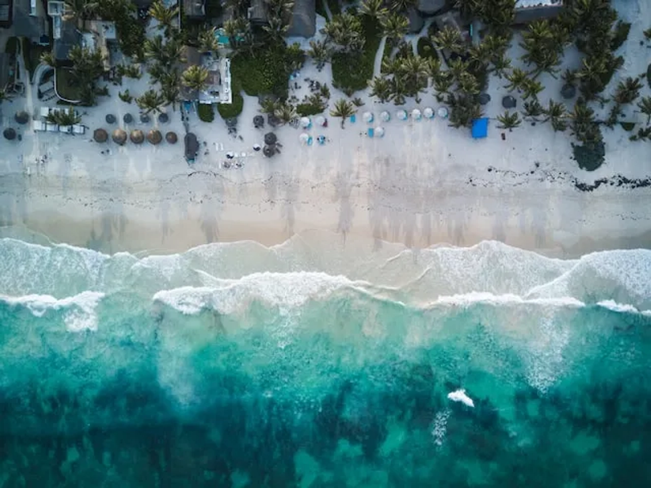 beach with trees in mexico