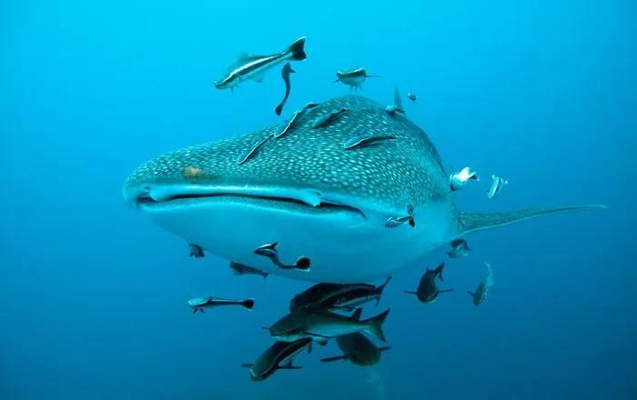 tiburón ballena Filipinas