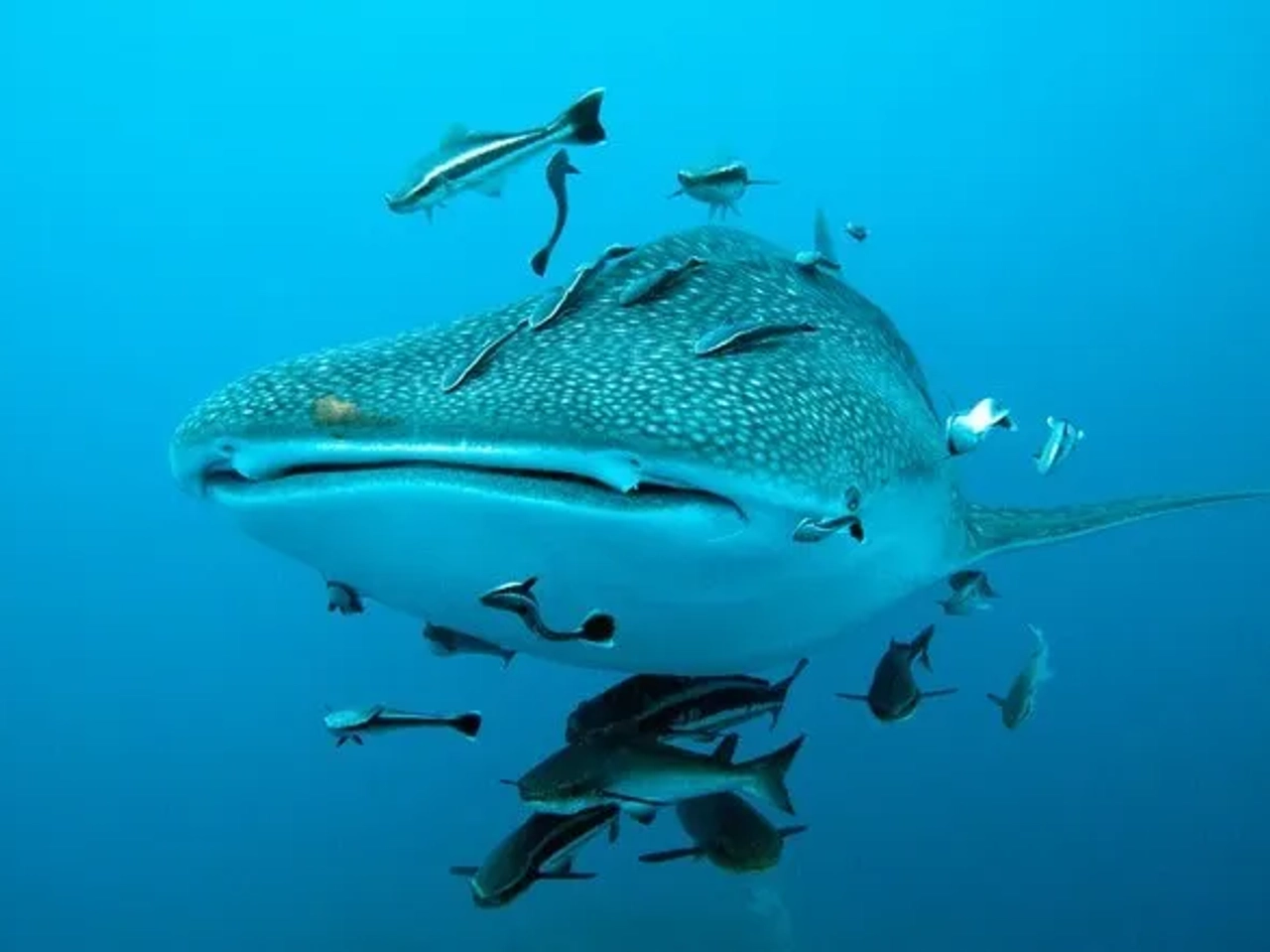 tiburón ballena Filipinas