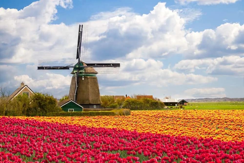 fiesta del tulipán en Países Bajos por primavera