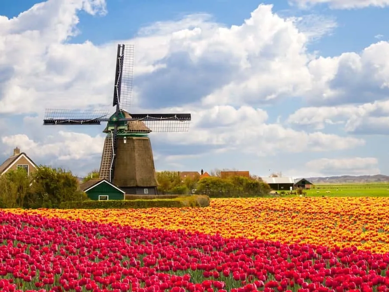 fiesta del tulipán en Países Bajos por primavera