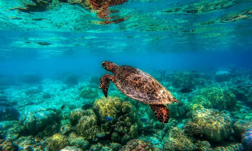 esnórquel en Maldivas