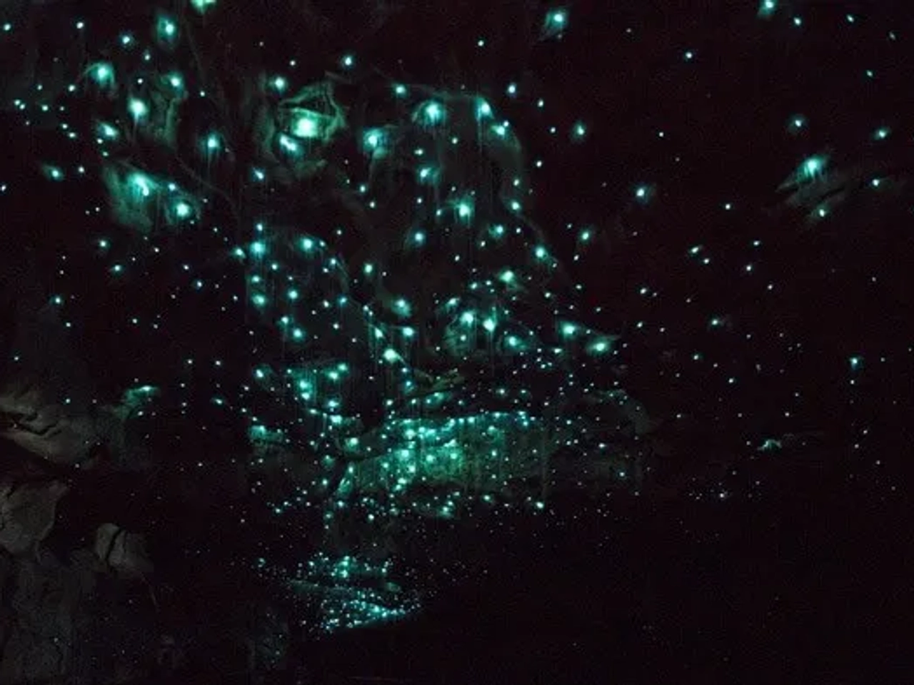 Viajar Nueva Zelanda Waitomo