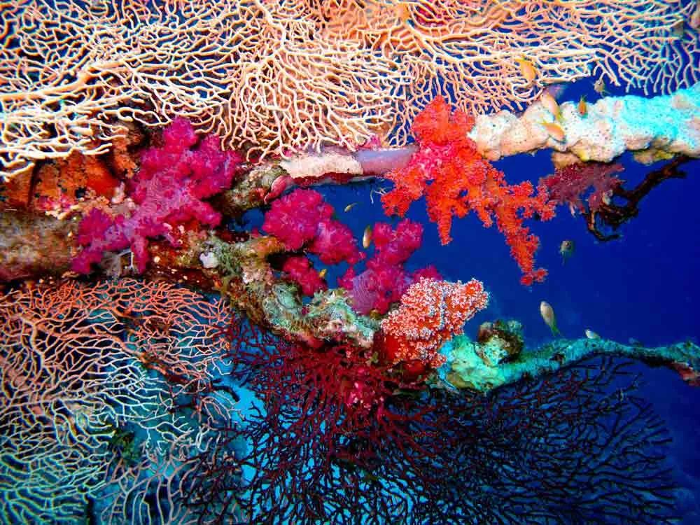 buceo en Mar Rojo, Egipto