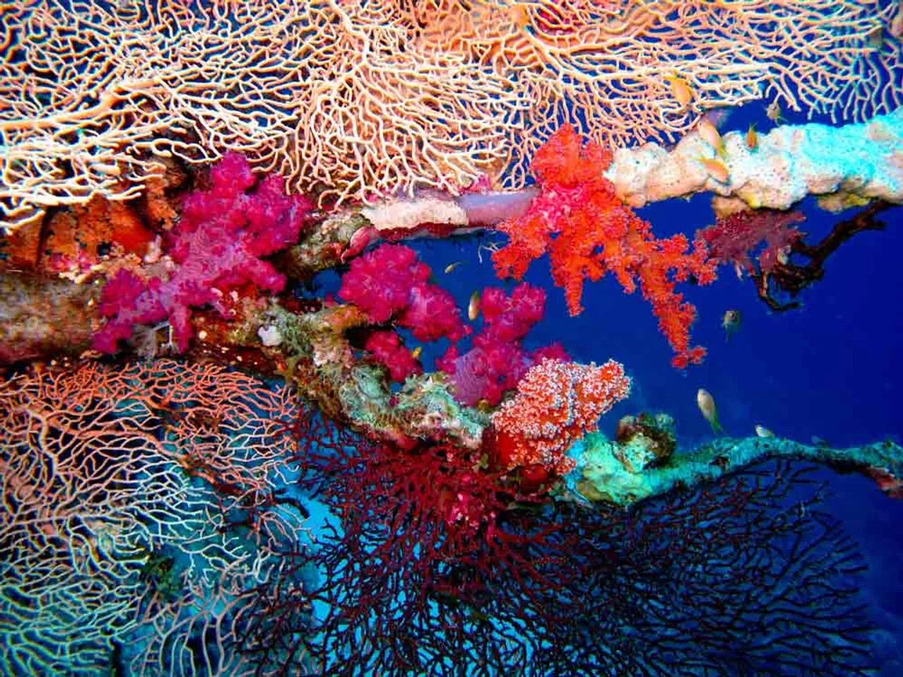 buceo en Mar Rojo, Egipto