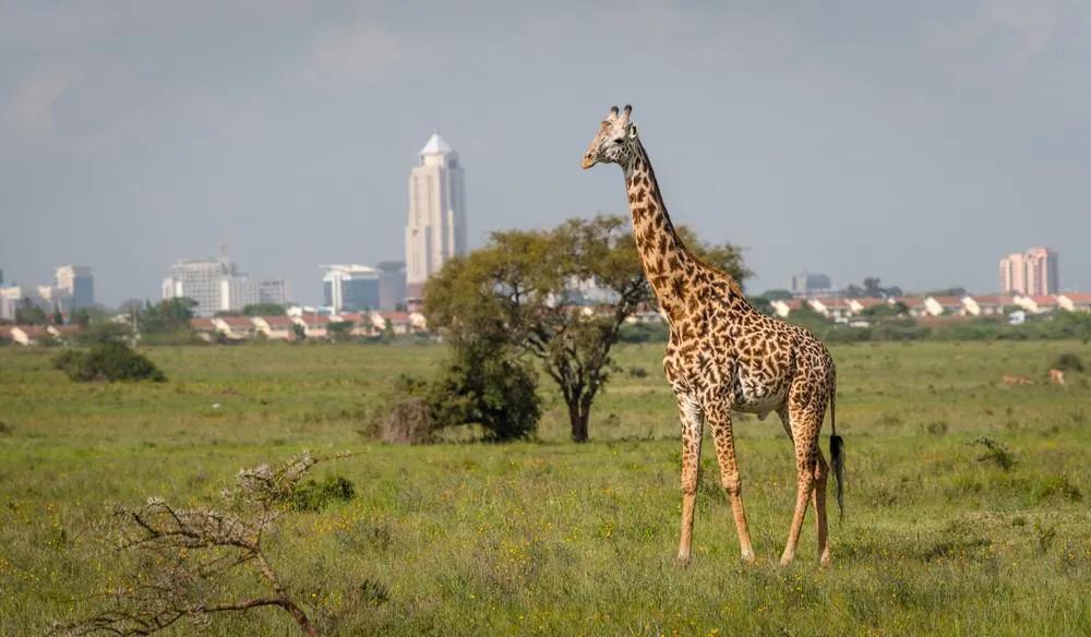 visitar Nairobi Kenia