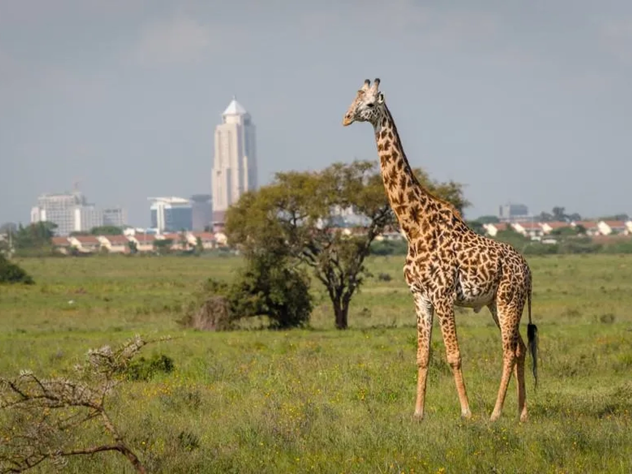 visitar Nairobi Kenia