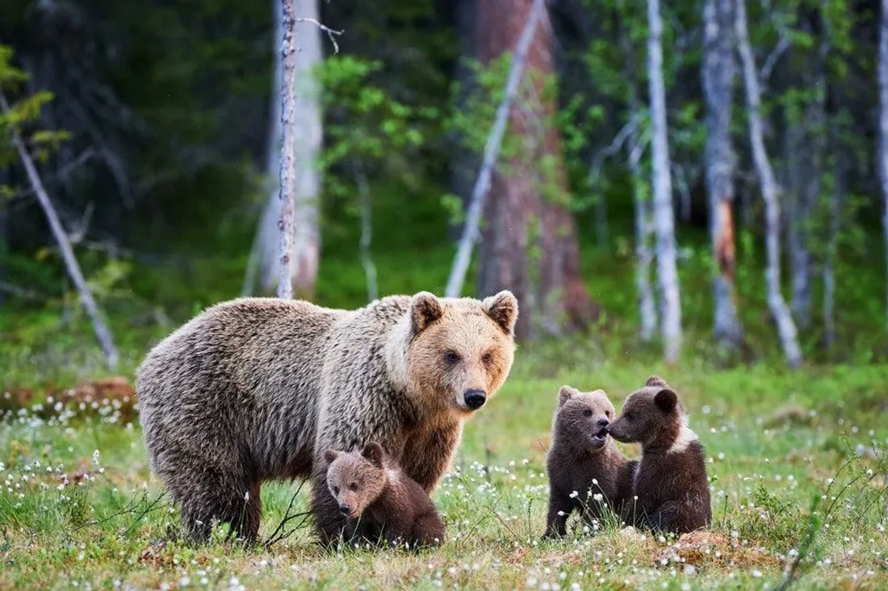 qué hacer en un encuentro con osos en Alaska