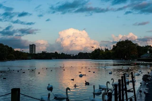 swans swimming in hyde park in london