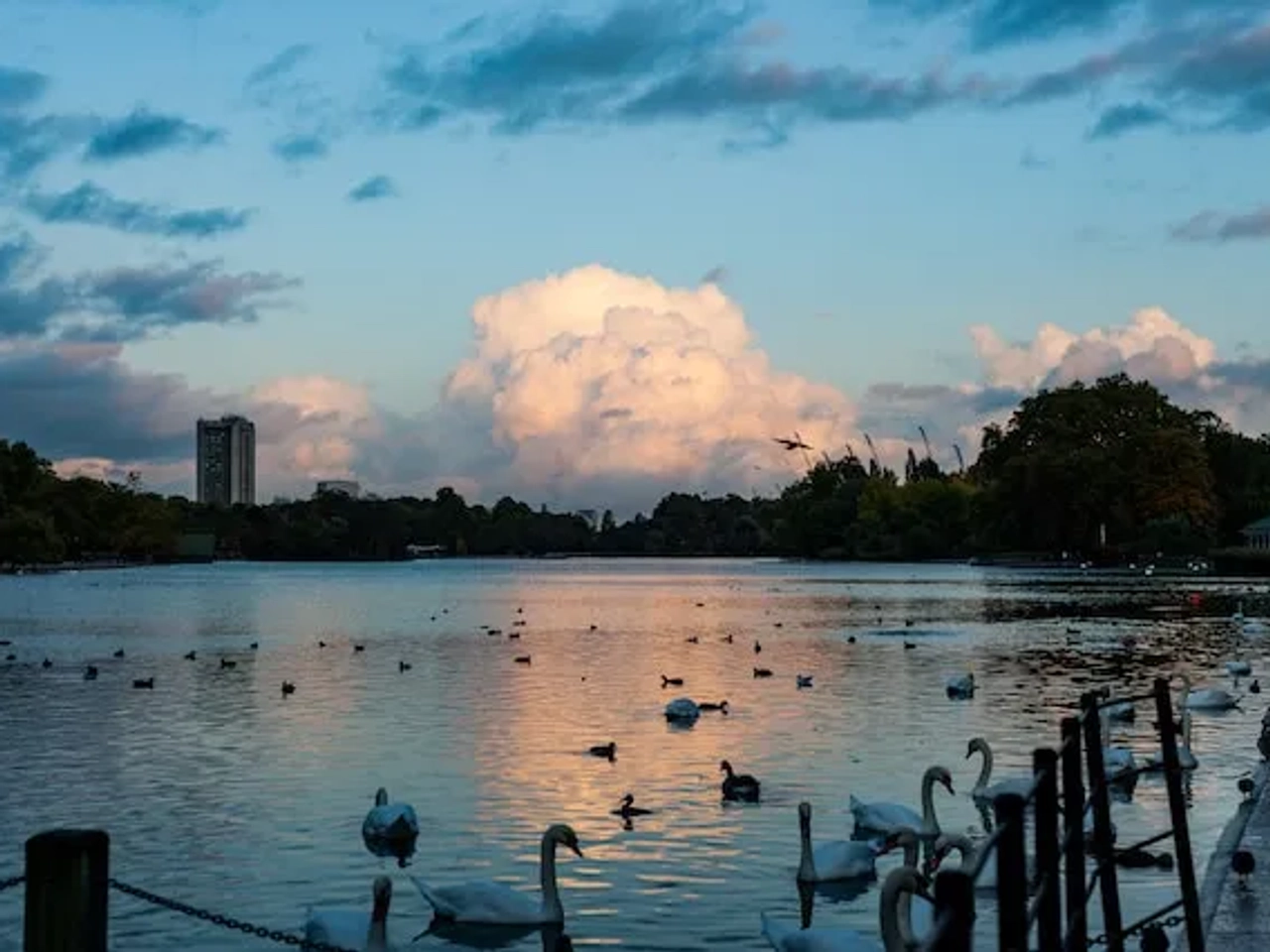 swans swimming in hyde park in london