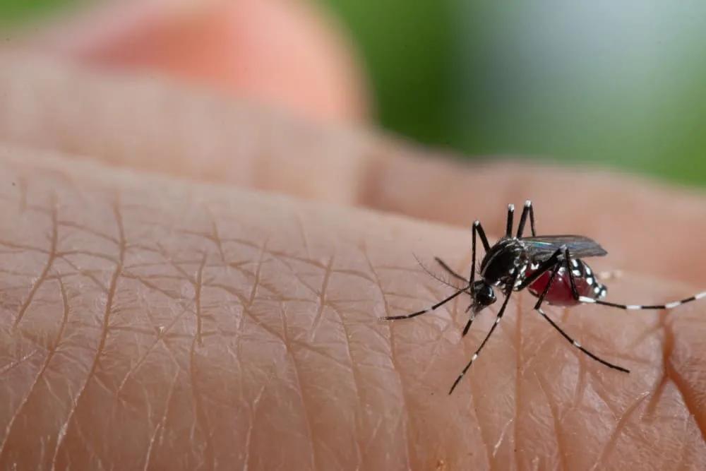 dengue y malaria en Tailandia