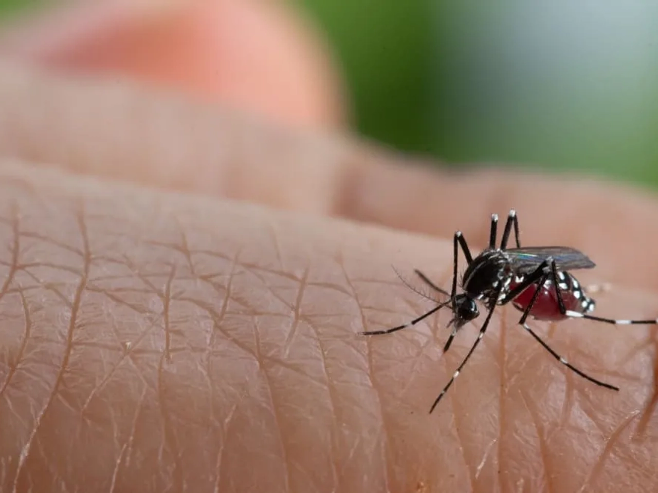 dengue y malaria en Tailandia